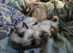 Siamese kittens - Siamese Kitten For Sale - Terrebonne&comma; OR&comma; US