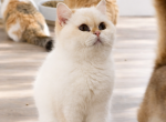 Ella - British Shorthair Cat For Sale - San Diego&comma; CA&comma; US