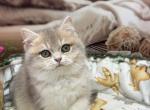 Beautiful girl - British Shorthair Kitten For Sale - Wheeling&comma; IL&comma; US