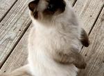 Mocha - Ragdoll Kitten For Sale - Double Springs&comma; AL&comma; US