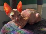Timothy - Sphynx Kitten For Sale - Casper&comma; WY&comma; US
