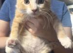 Male tabby orange cream - Maine Coon Kitten For Sale - MA&comma; US