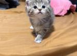 Lily - Scottish Straight Kitten For Sale - Pittsfield&comma; MA&comma; US