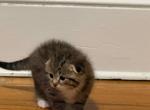 Leo - Scottish Fold Kitten For Sale - Pittsfield&comma; MA&comma; US