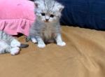 Jay - Scottish Straight Kitten For Sale - Pittsfield&comma; MA&comma; US