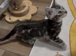 Bolik - Bengal Kitten For Sale - Wellesley&comma; MA&comma; US