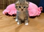 Musa - Scottish Fold Kitten For Sale - Pittsfield&comma; MA&comma; US