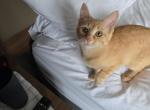 Nala - Domestic Kitten For Sale - Topeka&comma; KS&comma; US