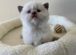 Scottish kitten with blue eyes - Scottish Straight Kitten For Sale - Tacoma&comma; WA&comma; US
