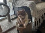 Orange tabby and white - Exotic Kitten For Sale - Plymouth&comma; MN&comma; US