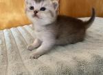Lily Scottish kitten - Scottish Straight Kitten For Sale - Tacoma&comma; WA&comma; US