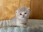 Beige Scottish kitten - Scottish Straight Kitten For Sale - Tacoma&comma; WA&comma; US