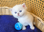Andy - Scottish Straight Cat For Sale - 