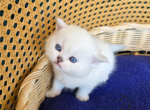 Archie - Scottish Straight Cat For Sale - 