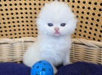 Axel - Scottish Fold Cat For Sale - 
