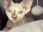 Devon Rex female point - Devon Rex Kitten For Sale - Hollywood&comma; FL&comma; US