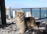 Elsa - British Shorthair Kitten For Sale - Miami&comma; FL&comma; US