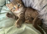 Stripezzz - British Shorthair Kitten For Sale - 