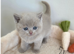 Zoltan - Brazilian Shorthair Kitten For Sale - TN&comma; US