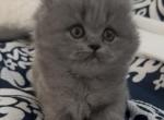 British Longhair Blue Female - British Shorthair Kitten For Sale - Clearwater&comma; FL&comma; US