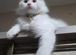 Loveable Maine Coon kittens - Maine Coon Kitten For Sale - 
