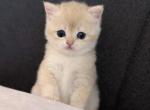 Leo - British Shorthair Kitten For Sale - Fairfax&comma; VA&comma; US
