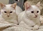 Awesome Flame point twin Sisters - Balinese Kitten For Sale - Worcester&comma; MA&comma; US