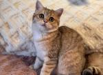 Krapa - British Shorthair Kitten For Sale - 