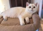 Jorik - British Shorthair Kitten For Sale - San Mateo&comma; CA&comma; US