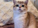 Ginger - British Shorthair Kitten For Sale - 