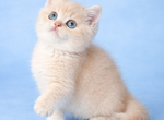 Cosmo - British Shorthair Kitten For Sale - Jacksonville&comma; FL&comma; US