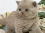 Benuto - British Shorthair Kitten For Sale - Norwalk&comma; CT&comma; US