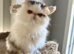 Casey - Persian Cat For Sale/Retired Breeding - 