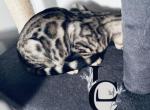 Sliver and brown litter - Bengal Kitten For Sale - Myerstown&comma; PA&comma; US