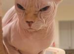 Bruno - Sphynx Cat For Sale - Mundelein&comma; IL&comma; US