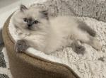 Snowy - British Shorthair Kitten For Sale - FL&comma; US