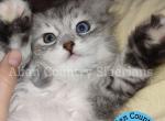 ADOPTED Lucario of the Pokemon Diamond Litter - Siberian Kitten For Adoption - 