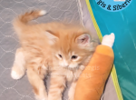 ADOPTED Pikachu of the Pokemon Diamond Litter - Siberian Kitten For Adoption - 
