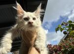 Bunny - Maine Coon Kitten For Sale - Hollywood&comma; FL&comma; US