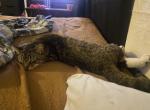 Beebo - Domestic Kitten For Adoption - Bakersfield&comma; CA&comma; US