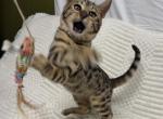 F6 SAVANNAH KITTEN'S - Savannah Kitten For Sale - Orange&comma; CA&comma; US