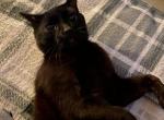 Toothless - Domestic Kitten For Sale - 