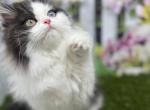 Black and white Persian kitten - Persian Kitten For Sale - St&period; Joseph&comma; MI&comma; US