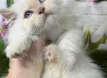 Cream point munchkin kitten - Munchkin Kitten For Sale - St&period; Joseph&comma; MI&comma; US