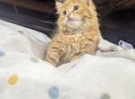 Orange - Maine Coon Kitten For Sale - Modesto&comma; CA&comma; US