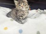 Tabby - Maine Coon Kitten For Sale - Modesto&comma; CA&comma; US