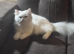 Jesse - Persian Cat For Sale - Hampton&comma; GA&comma; US