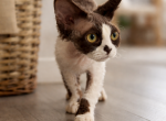 Devon Rex female chocolate - Devon Rex Kitten For Sale - Hollywood&comma; FL&comma; US