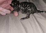 Lilly - Bengal Kitten For Adoption - Barstow&comma; CA&comma; US