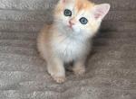 British short kitten - British Shorthair Kitten For Sale - Hallandale&comma; FL&comma; US
